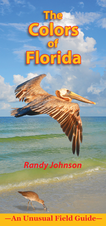 Colors of Florida cover